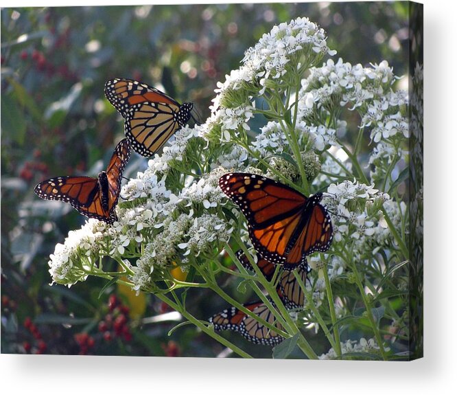 Butterfly Acrylic Print featuring the photograph Butterfly Garden - Monarchs 03 by Pamela Critchlow