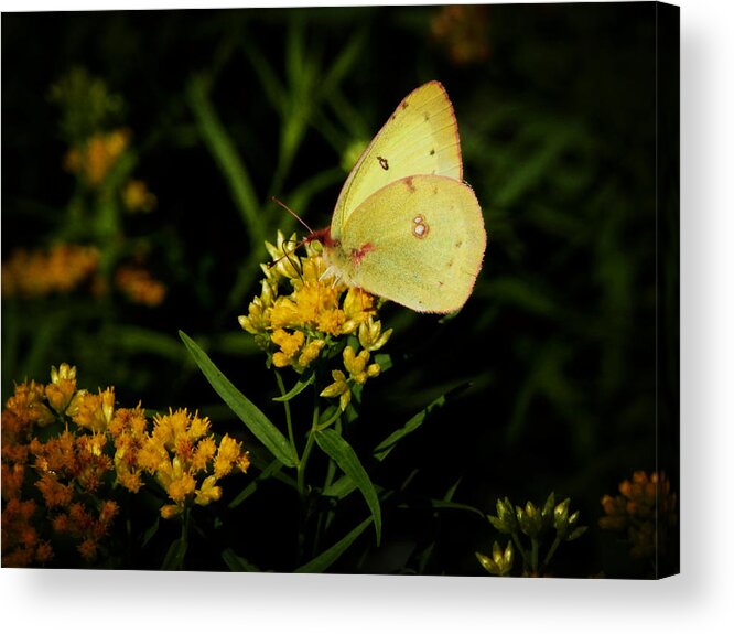 Butterfly Acrylic Print featuring the photograph Butterfly Kiss by Zinvolle Art