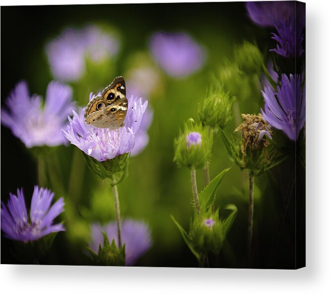 Outdoors Acrylic Print featuring the photograph Butterfly Spotlight by Donald Brown