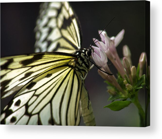 Butterfly Nature Flower Background Insect Beauty Spring Abstract Green Floral Illustration Plant Summer Leaf Vector Design Color Art Animal Wing Tree Black Fly Love Garden Beautiful Silhouette Decoration White Grunge Acrylic Print featuring the photograph Butteryfly by John Swartz