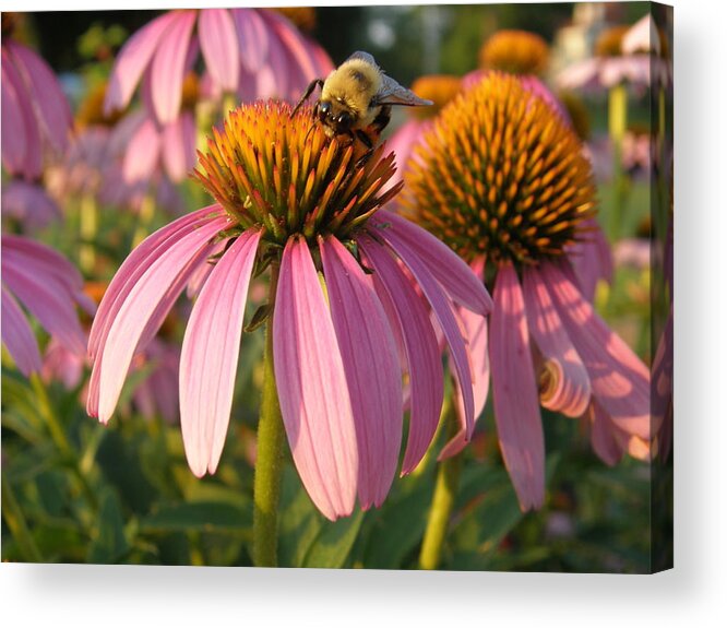 Bee Acrylic Print featuring the photograph Bzzzy Coneflowers by Caryl J Bohn