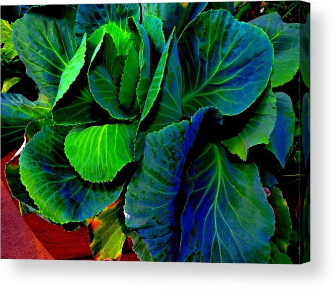 Photography Acrylic Print featuring the photograph Cabbage Gone Wild by Susan Duda