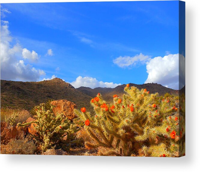 Landscape Acrylic Print featuring the photograph Cactus in Spring by James Welch