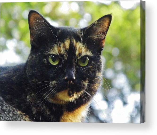 Cat Acrylic Print featuring the photograph Calico Smile by D Hackett