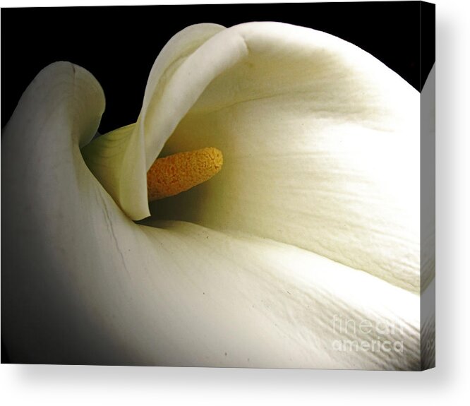 Botanical Acrylic Print featuring the photograph Calla in Shadow by Chris Anderson