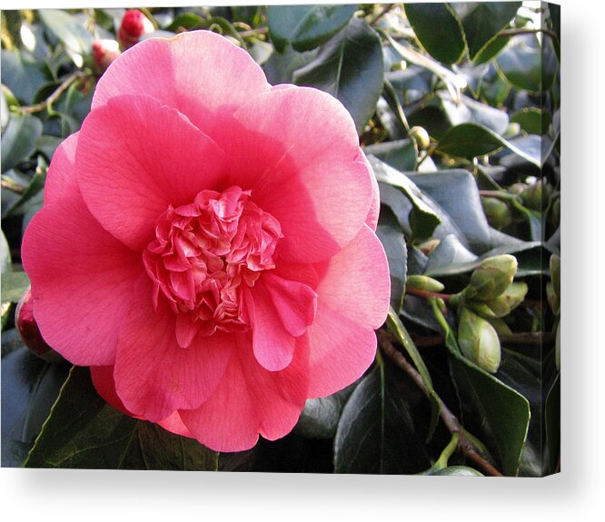 Camellia Acrylic Print featuring the photograph Camellia 3 by Helene U Taylor