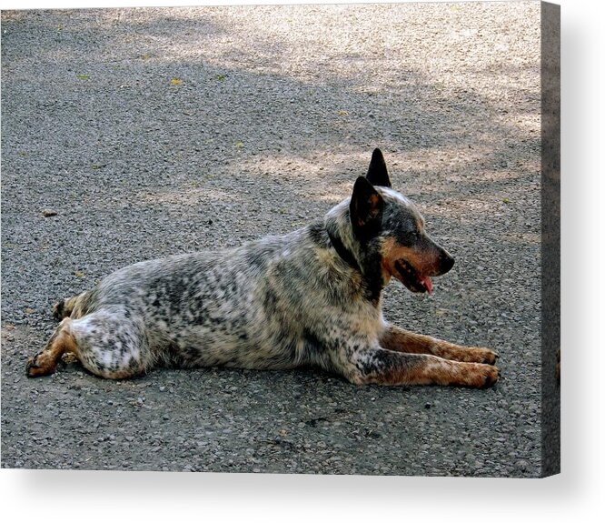 Camouflage Acrylic Print featuring the photograph Cattle dog by Marysue Ryan