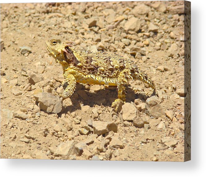 Horny Toad Lizard Acrylic Print featuring the photograph Camouflage by Paul Foutz
