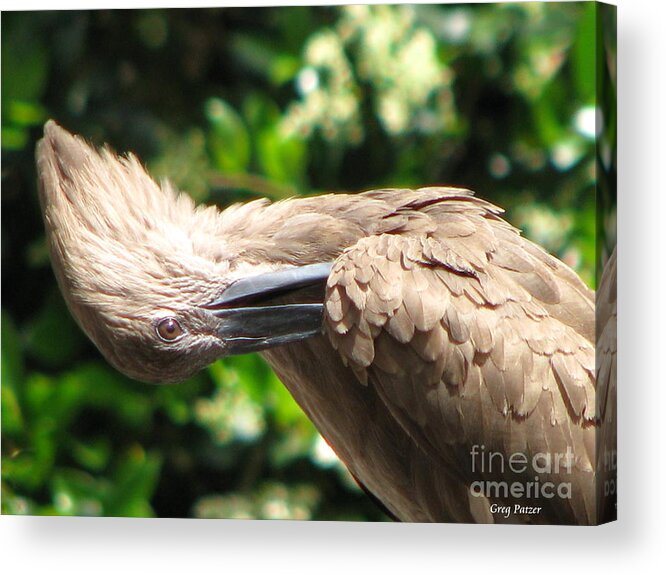 Patzer Acrylic Print featuring the photograph Can you do this by Greg Patzer