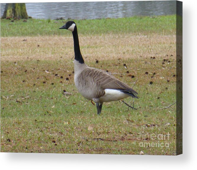 Tree Acrylic Print featuring the photograph Canadian Goose Strut by Joseph Baril