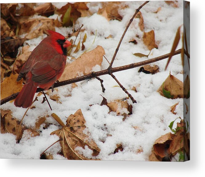 Winter Acrylic Print featuring the photograph Cardinal by Carl Moore