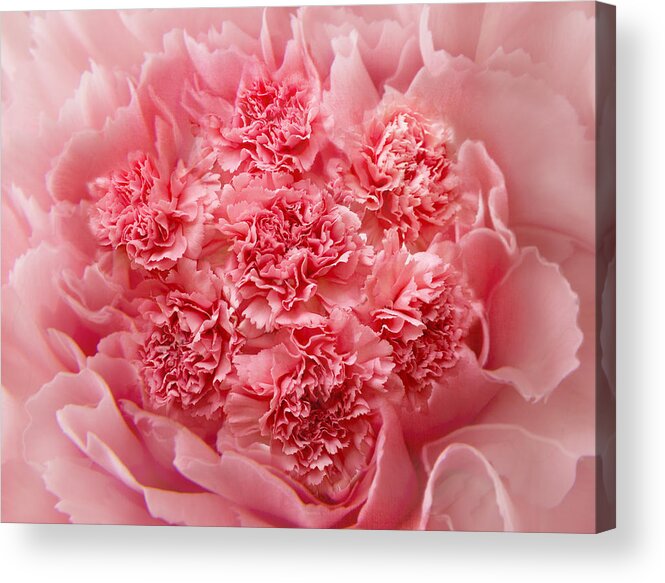 Pink Carnations Acrylic Print featuring the photograph Carnations by Marina Kojukhova