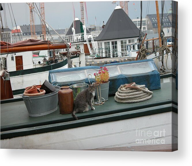 Cats Acrylic Print featuring the photograph Cat on Boat by Jim Goodman