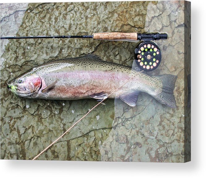 Steelhead Acrylic Print featuring the photograph Catch and Release by David Armstrong
