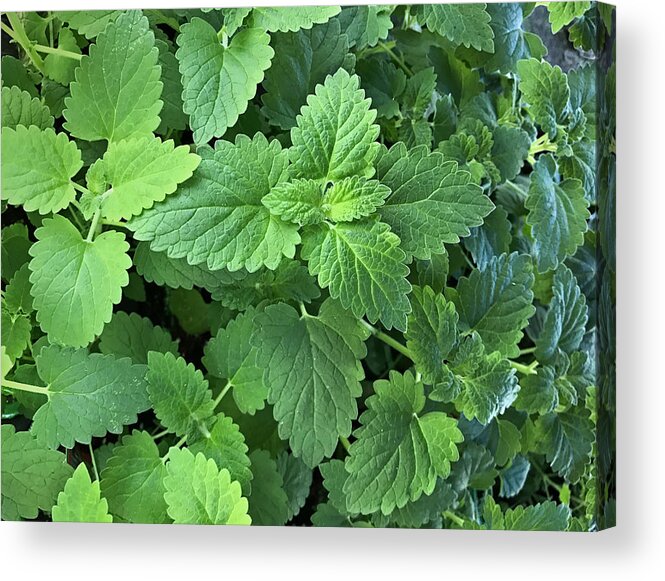Natural Pattern Acrylic Print featuring the photograph Catmint - Catnip Plant- Catswort - Nepeta Cataria by Zen Rial