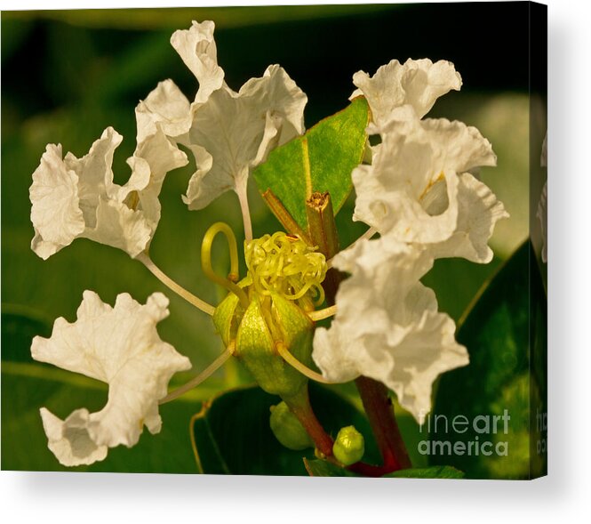 Art Prints Acrylic Print featuring the photograph Center Sharp by Dave Bosse