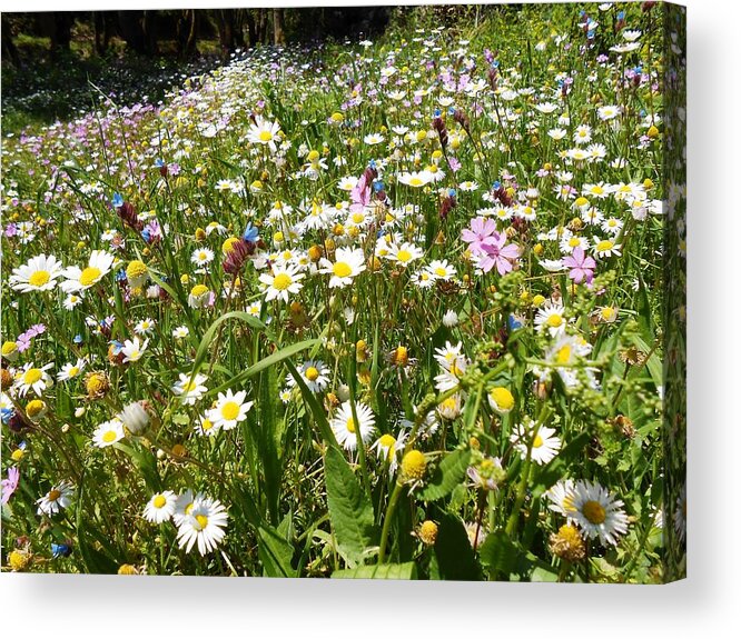 Wild Flowers Acrylic Print featuring the photograph Carpet of daisies by Andonis Katanos