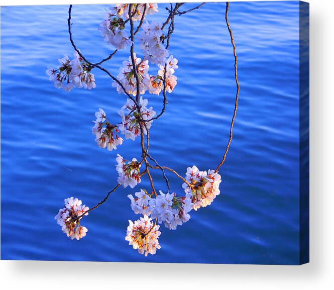 Tidal Basin Acrylic Print featuring the photograph Cherry Blossoms Hanging Over Tidal Basin by Emmy Marie Vickers