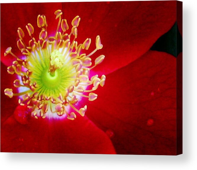 Rose Acrylic Print featuring the photograph Cherry Pie Rose 01A by Pamela Critchlow