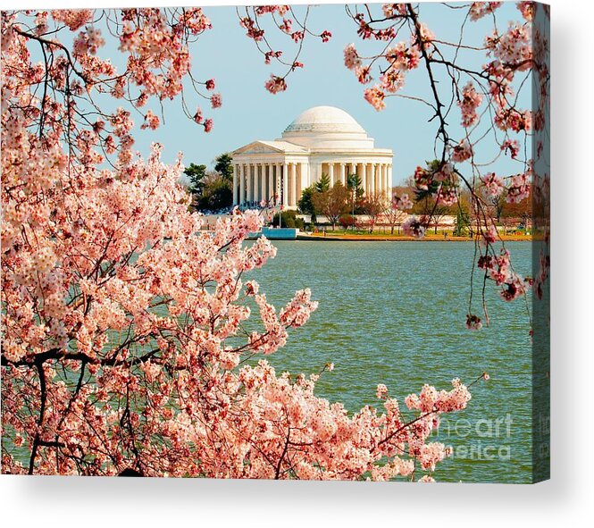 Cherry Acrylic Print featuring the photograph Cherry Trees at the Jefferson by Nick Zelinsky Jr