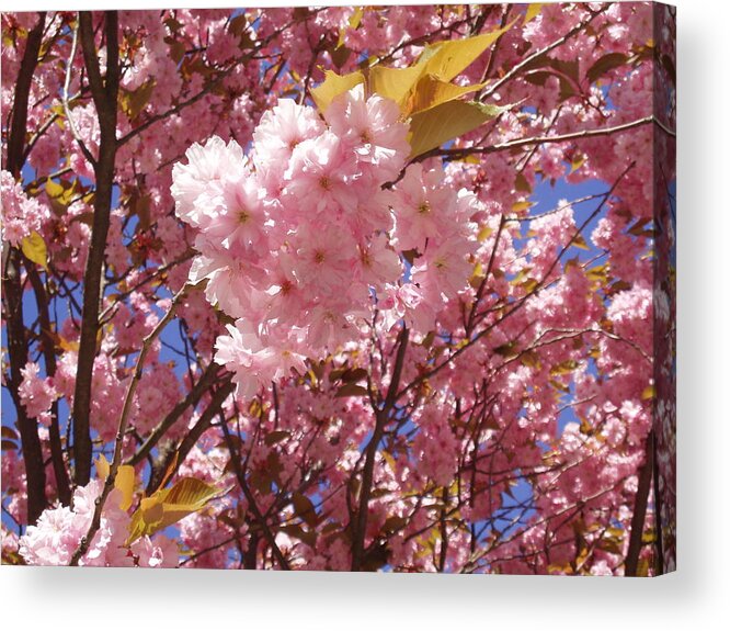Spring In The City Acrylic Print featuring the photograph Cherry trees blossom by Rosita Larsson