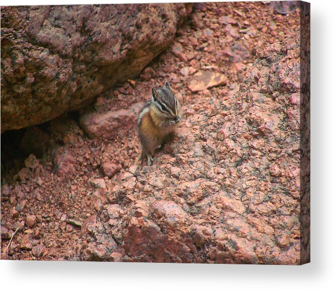 Chipmunk Acrylic Print featuring the photograph Chipmunk eating by Flees Photos