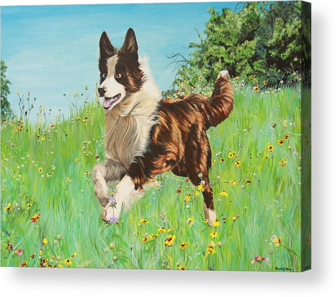 Border Collie Acrylic Print featuring the painting Chocolate Border Collie in Meadow by Michelle Miron-Rebbe