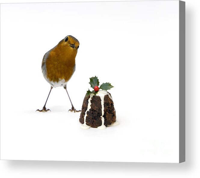 Christmas Acrylic Print featuring the photograph Christmas Robin by Tim Gainey