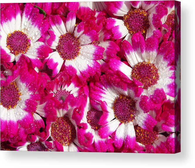 Asteraceae Acrylic Print featuring the photograph Cineraria Senecio Cruentus by Bonnie Sue Rauch