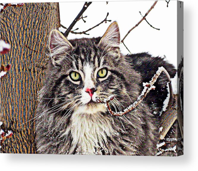 Cat Acrylic Print featuring the photograph Soot by Kathy Bassett