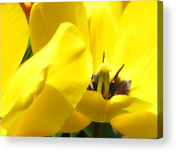 Bill Tomsa Acrylic Print featuring the photograph Closeup and Yellow by Bill Tomsa