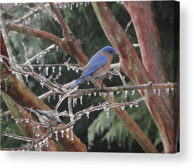 Nature Acrylic Print featuring the photograph Cold and Blue by Marilyn Zalatan