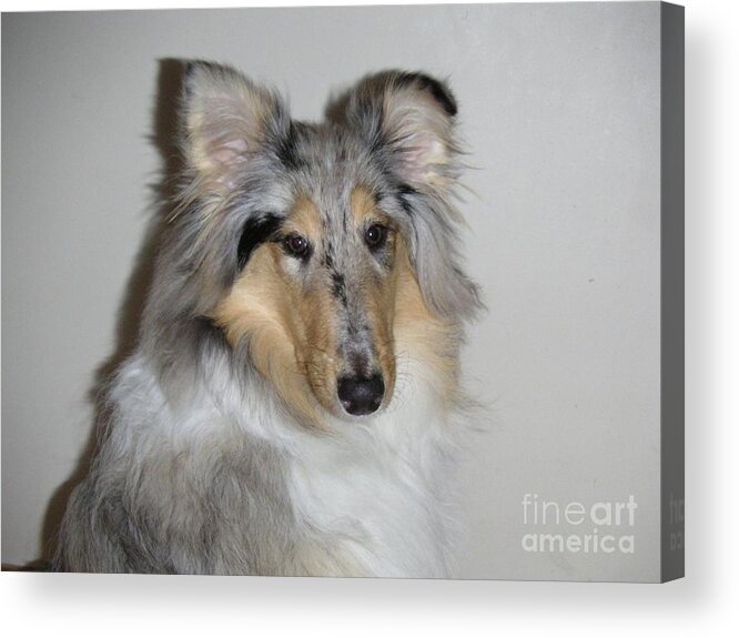 Blue Merle Acrylic Print featuring the photograph Collie by David Grant