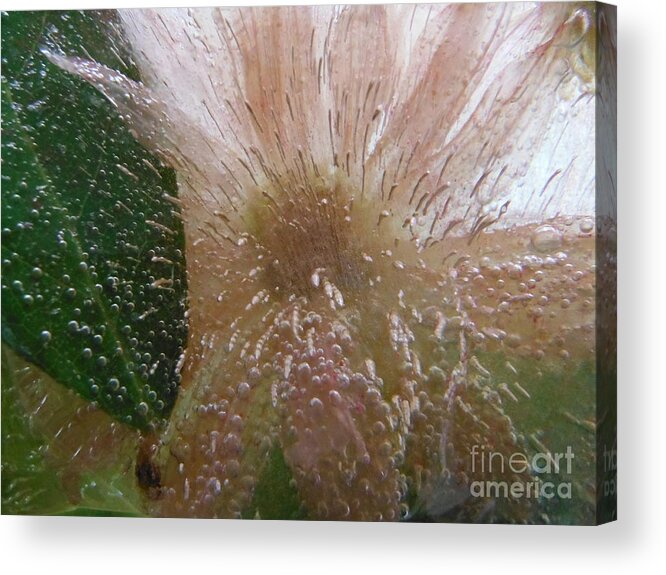 Color In Ice Series Acrylic Print featuring the photograph Color In Ice Series 128 by Paddy Shaffer