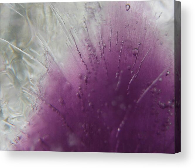 Color In Ice Series Acrylic Print featuring the photograph Color In Ice Series 33 by Paddy Shaffer