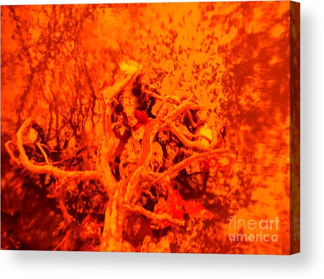 Color To Color Series 26 Acrylic Print featuring the photograph Color To Color Series 26 by Paddy Shaffer