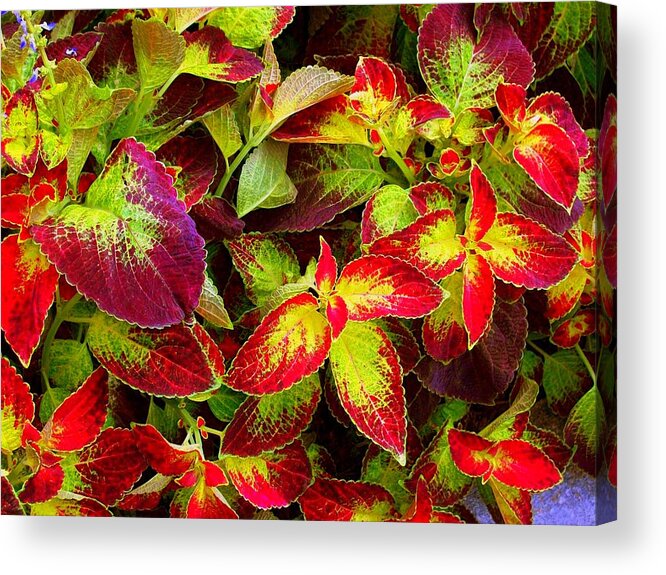 Photography Acrylic Print featuring the photograph 'Colorful Coleus' by Liza Dey
