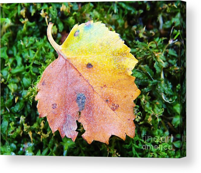 Fall Acrylic Print featuring the photograph Colorful fall leaf by Karin Ravasio