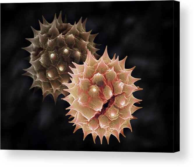 Feb0514 Acrylic Print featuring the photograph Common Daisy Pollen by Albert Lleal