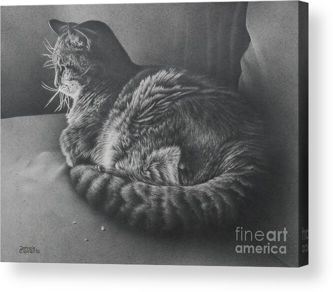 Cat Acrylic Print featuring the drawing Contentment by Pamela Clements