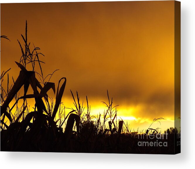 Farm Acrylic Print featuring the photograph Corn at Sunset by Erick Schmidt