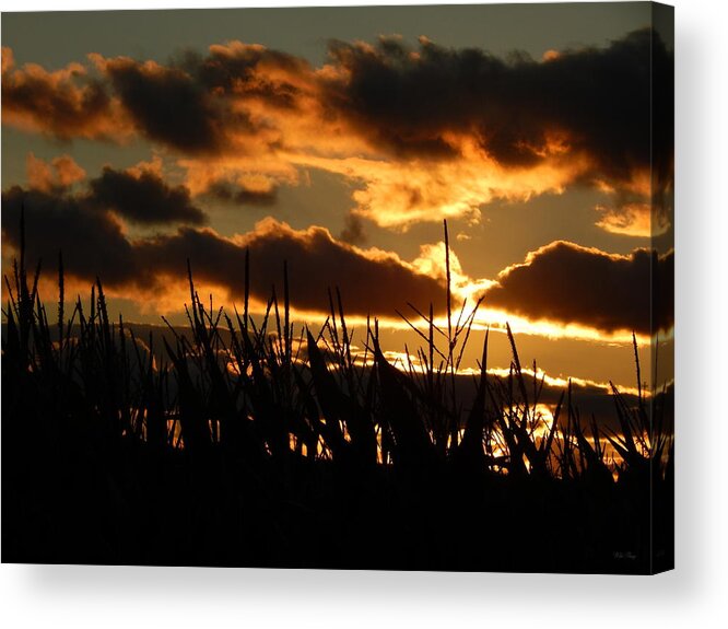 Summer Acrylic Print featuring the photograph Corn En fuego by Wild Thing