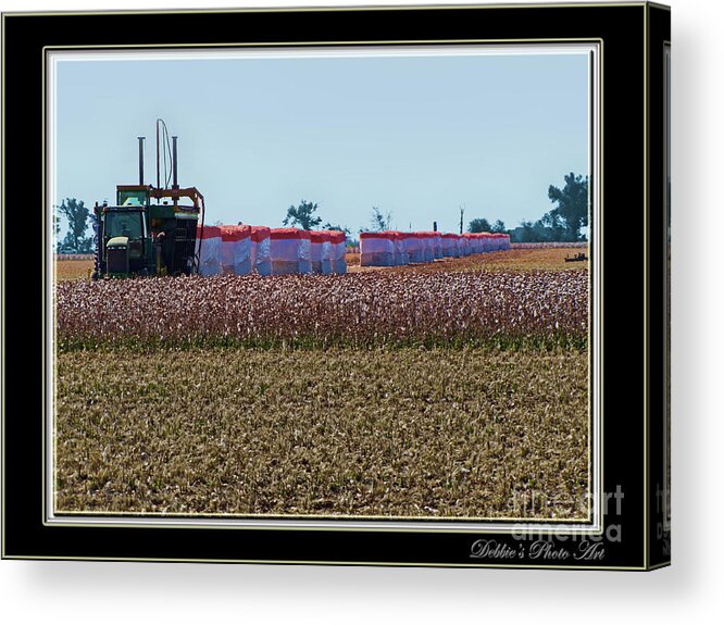 Nature Acrylic Print featuring the photograph Cotton Harvest by Debbie Portwood