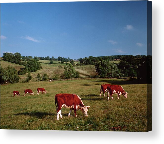 Cows Acrylic Print featuring the photograph Cows Grazing by Chris Knapton/science Photo Library