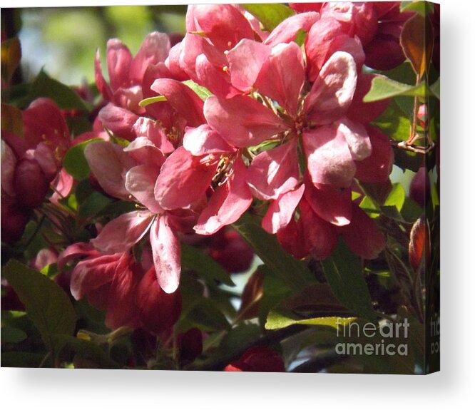 Crab Acrylic Print featuring the photograph Crab Apple Blossoms by Brenda Brown