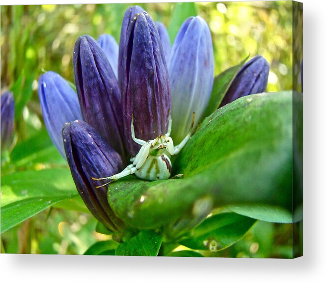 Gentian Acrylic Print featuring the photograph Crab Spider on Closed Gentian Wildflower - Gentiana andrewsii by Carol Senske