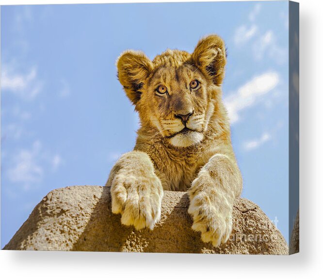Lion Acrylic Print featuring the photograph Curious Lion Cub by Diane Diederich