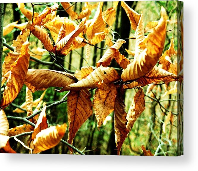 Leaves Acrylic Print featuring the photograph Curls by Christian Rooney