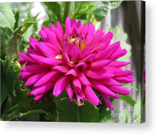 Dahlia Acrylic Print featuring the photograph Dahlia named Andreas Dahl by J McCombie