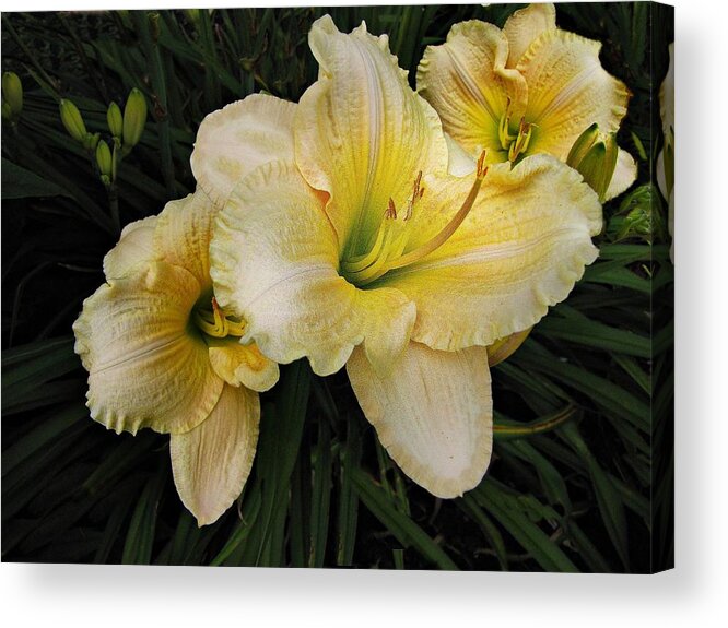 Day Lilies Acrylic Print featuring the photograph Day lilies a short life by David Dehner